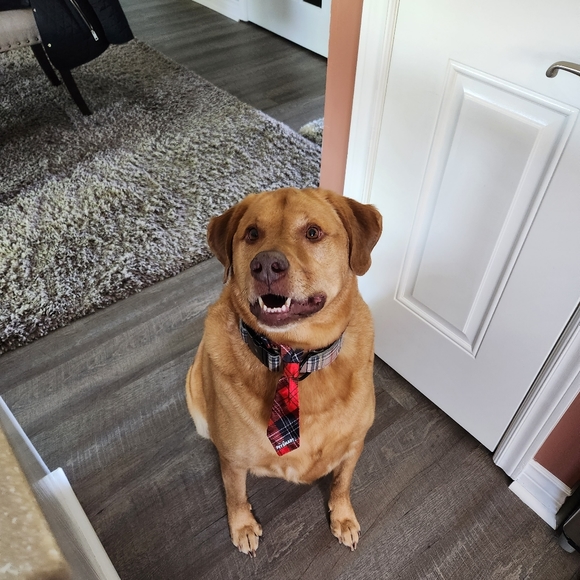 Meet your Posher, Tino, my furbaby - Picture 1 of 1